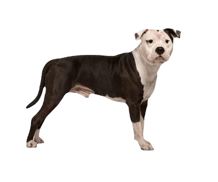 American Staffordshire Terrier Dog breed information in all topics