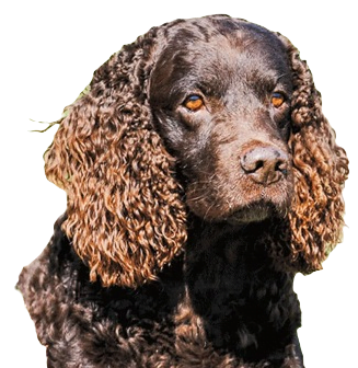 American Water Spaniel Dog breed information in all topics