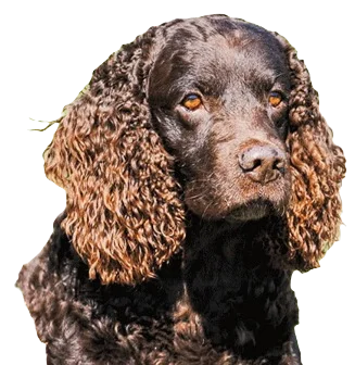 American Water Spaniel Dog breed information in all topics