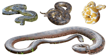Anaconda snakes information in all topics