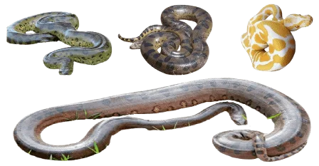 Anaconda snakes information in all topics