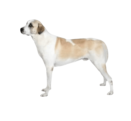 Anatolian Shepherd Dog breed information in all topics