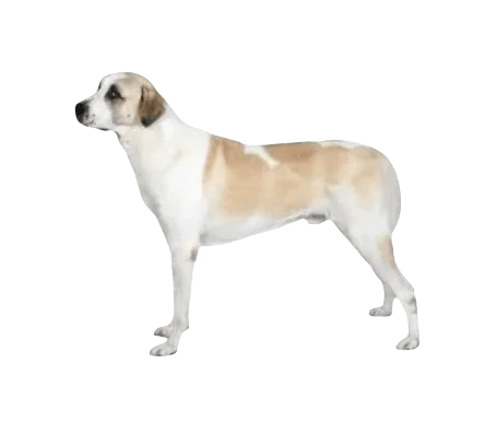 Anatolian Shepherd Dog breed information in all topics