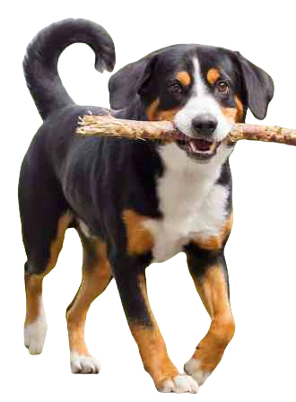 Appenzeller Sennenhunde Dog breed information in all topics