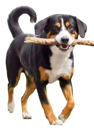 Appenzeller Sennenhunde Dog breed information in all topics