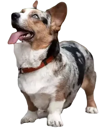 Auggie Dog breed information in all topics
