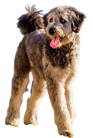 Aussiedoodle Dog breed information in all topics