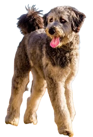 Aussiedoodle Dog breed information in all topics