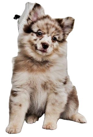Aussiepom Dog breed information in all topics