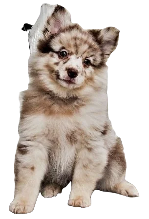 Aussiepom Dog breed information in all topics