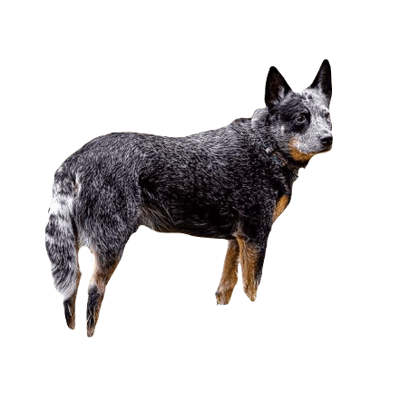 Australian Cattle Dog breed information in all topics