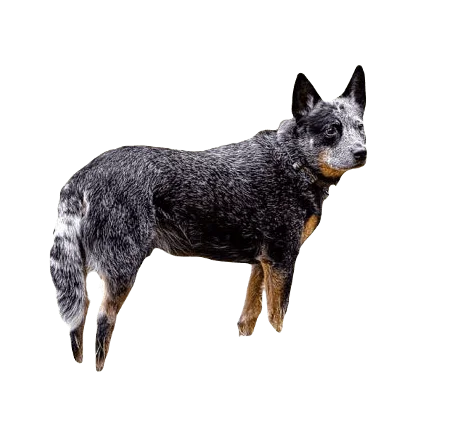 Australian Cattle Dog breed information in all topics