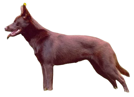 Australian Kelpie Dog breed information in all topics