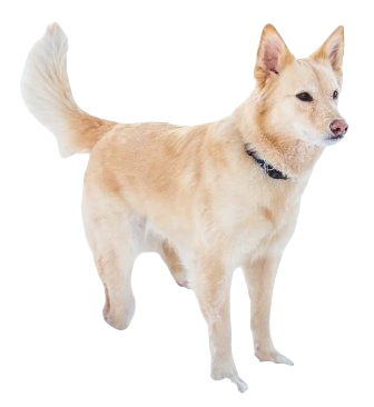 Australian Retriever Dog breed information in all topics