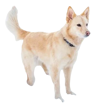 Australian Retriever Dog breed information in all topics