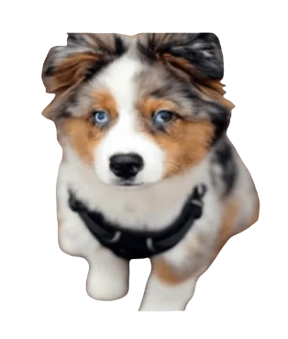 Australian Shepherd Husky Dog breed information in all topics
