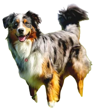 Australian Shepherd Lab Mix Dog breed information in all topics