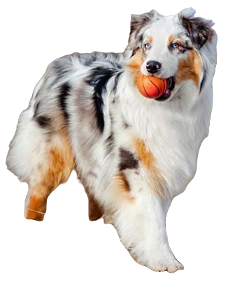 Australian Shepherd Dog breed information in all topics