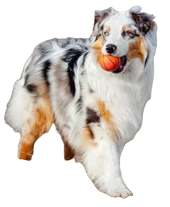 Australian Shepherd Dog breed information in all topics