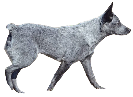 Australian Stumpy Tail Cattle Dog breed information in all topics