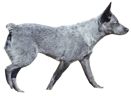 Australian Stumpy Tail Cattle Dog breed information in all topics