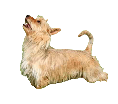 Australian Terrier Dog breed information in all topics