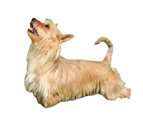 Australian Terrier Dog breed information in all topics