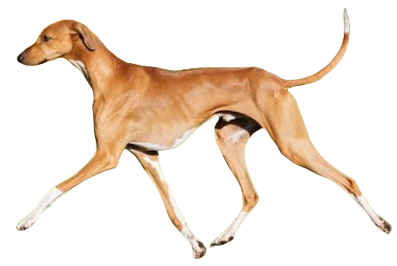 Azawakh Dog breed information in all topics