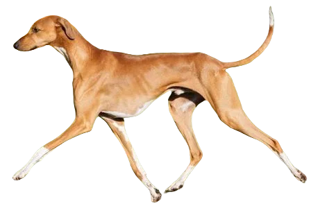 Azawakh Dog breed information in all topics