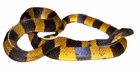 Banded Krait Snakes information in all topics