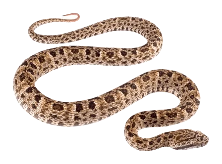 Barba Amarilla Snakes information in all topics