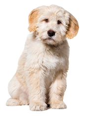 Barbado da Terceira Dog breed information in all topics