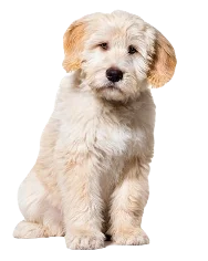 Barbado da Terceira Dog breed information in all topics
