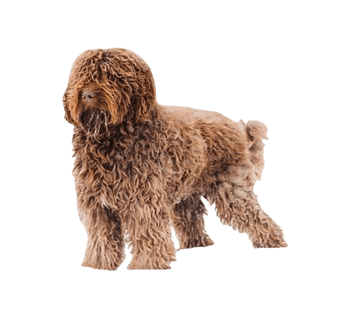 Barbet Dog breed information in all topics