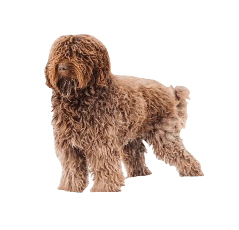 Barbet Dog breed information in all topics
