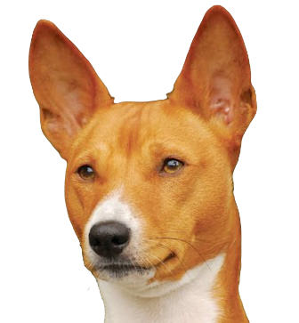 Basenji Dog breed information in all topics
