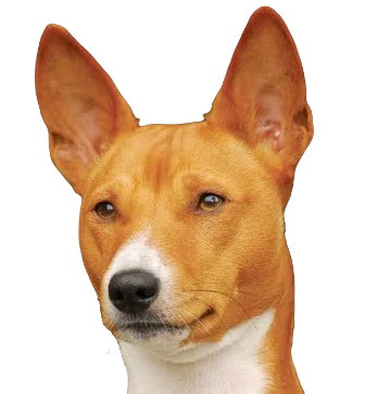 Basenji Dog breed information in all topics