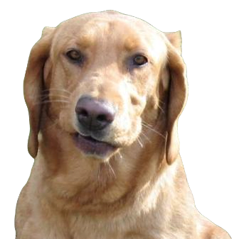 Bassador Dog breed information in all topics