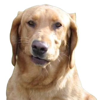 Bassador Dog breed information in all topics