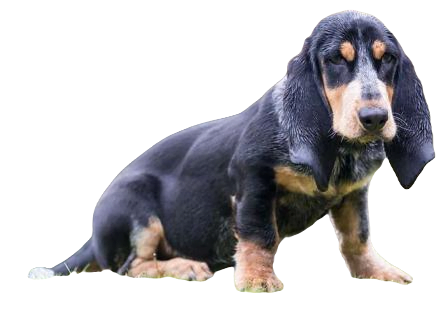 Basset Bleu de Gascogne Dog breed information in all topics