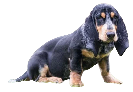 Basset Bleu de Gascogne Dog breed information in all topics