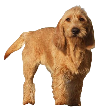 Basset Fauve de Bretagne Dog breed information in all topics