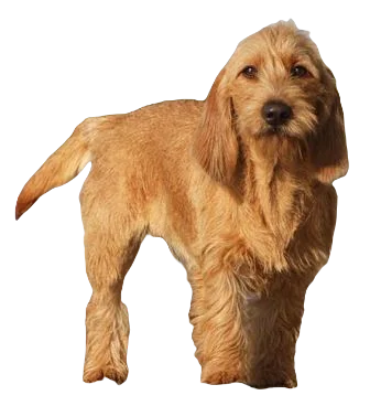 Basset Fauve de Bretagne Dog breed information in all topics
