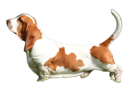 Basset Hound Dog breed information in all topics