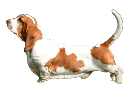 Basset Hound Dog breed information in all topics