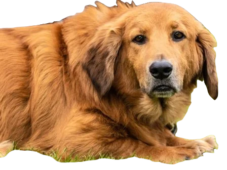 Basset Retriever Dog breed information in all topics