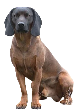 Bavarian Mountain Scent Hound Dog breed information in all topics