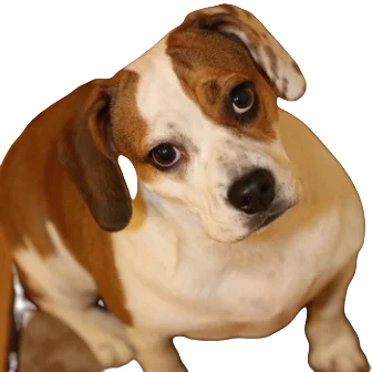 Beabull Dog breed information in all topics