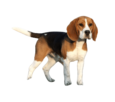 Beagle Dog breed information in all topics