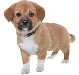 Beaglier Dog breed information in all topics